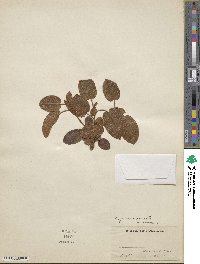 Epigaea repens image