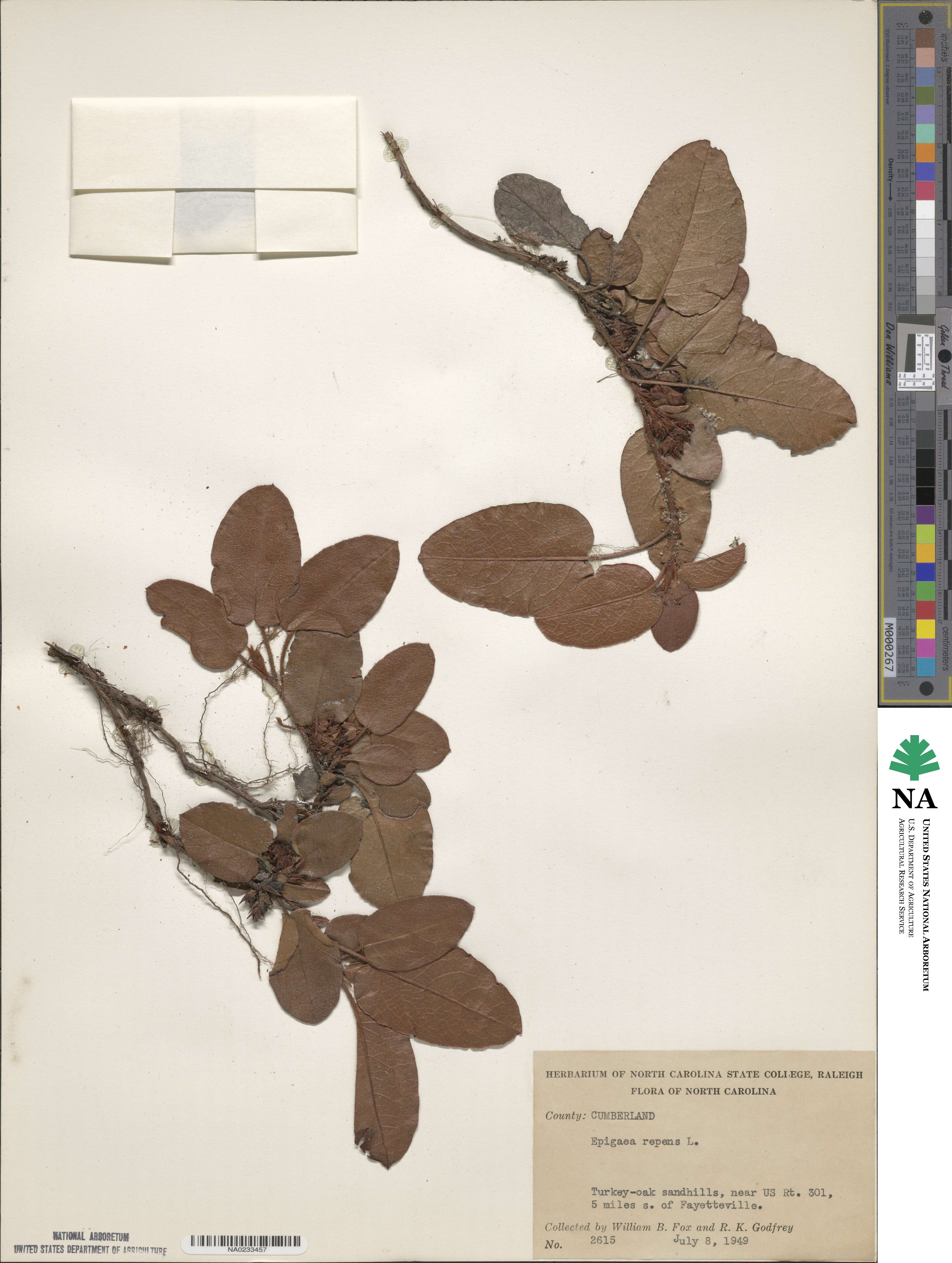 Epigaea image