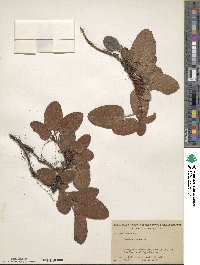 Epigaea repens image