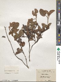 Epigaea repens image