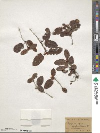 Epigaea repens image