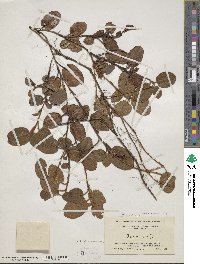 Epigaea repens image