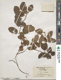 Epigaea repens image