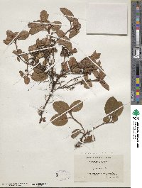 Epigaea repens image