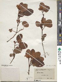 Epigaea repens image