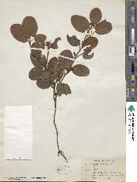 Epigaea repens image