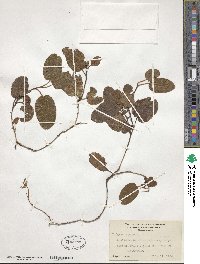 Epigaea repens image