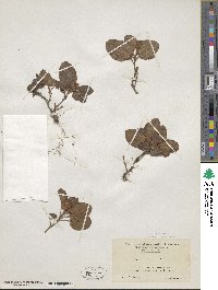 Epigaea repens image