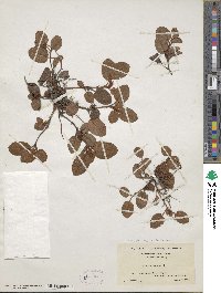 Epigaea repens image