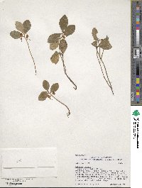 Epigaea repens image