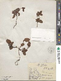 Epigaea repens image