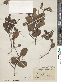 Epigaea repens image