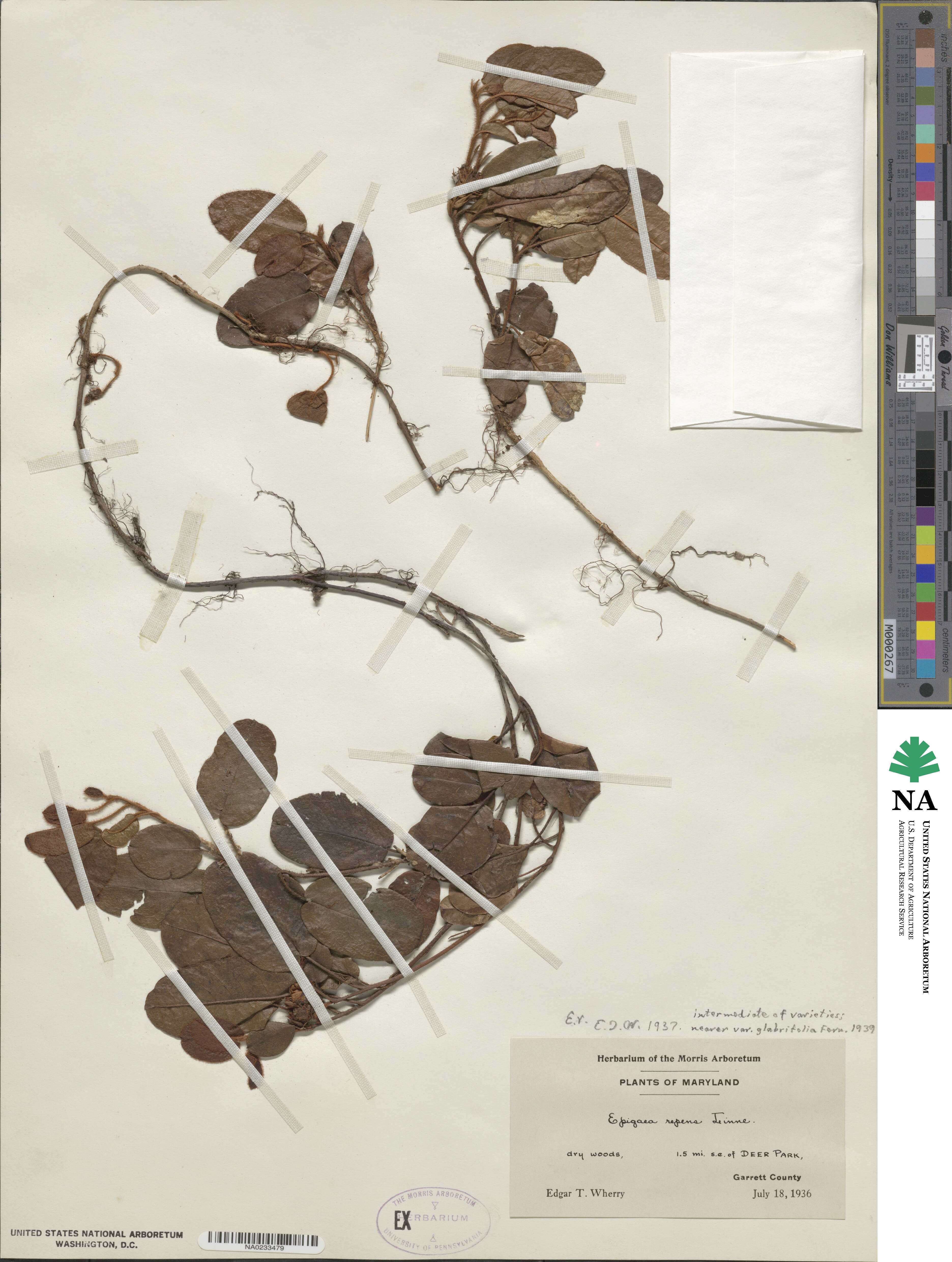 Epigaea repens image