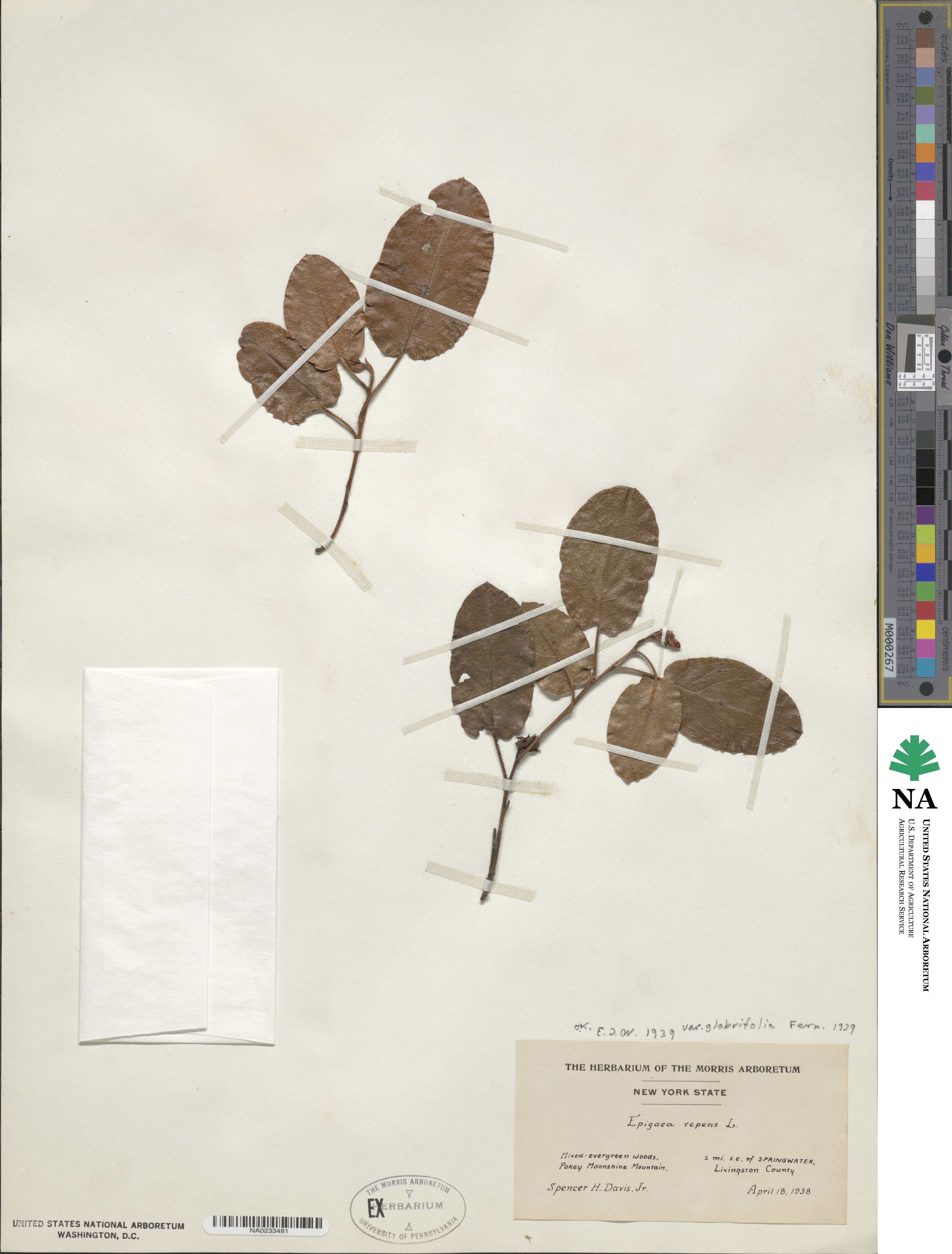 Epigaea repens image