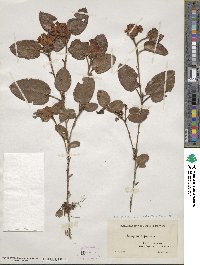 Epigaea repens image