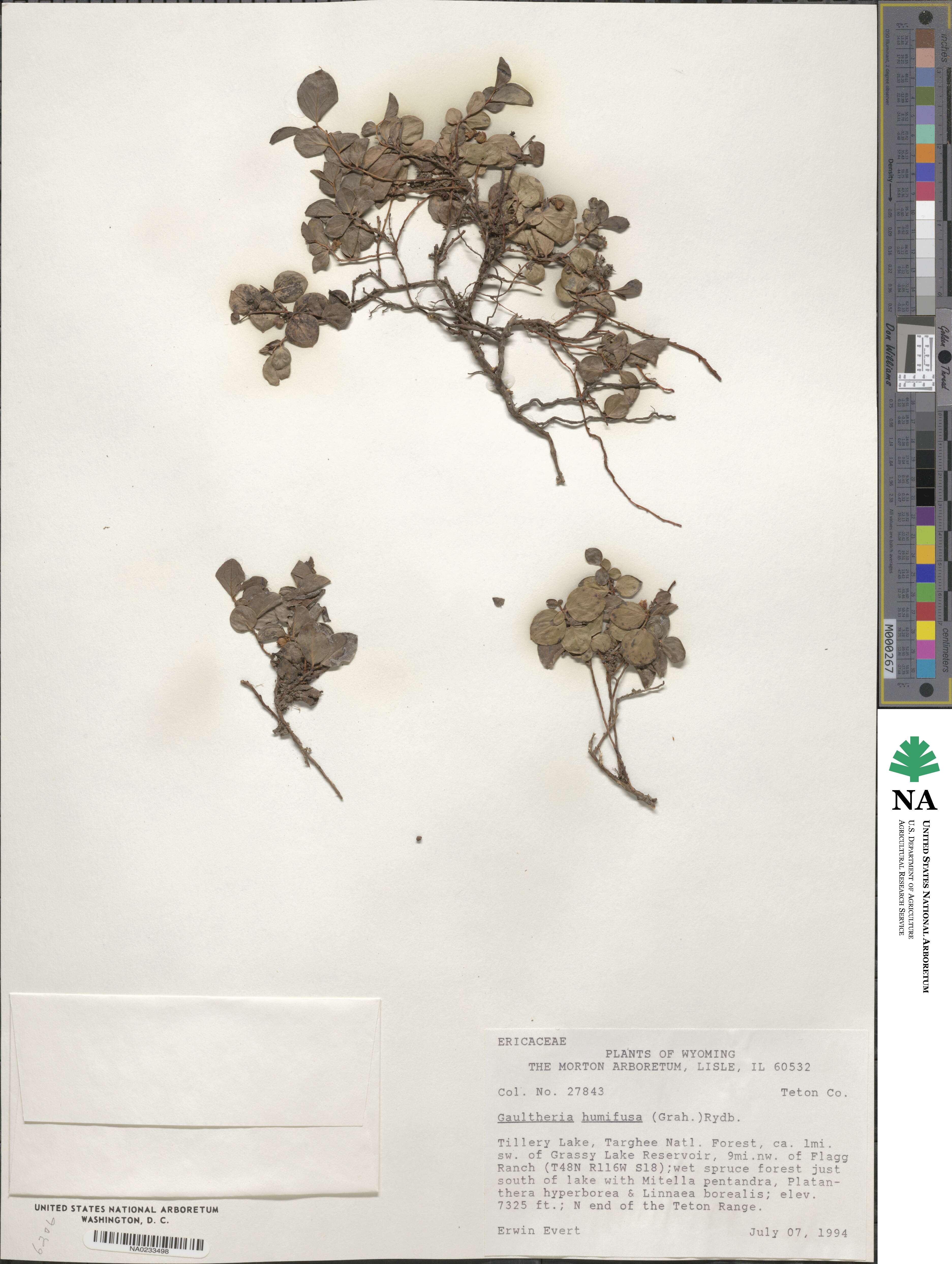 Gaultheria humifusa image