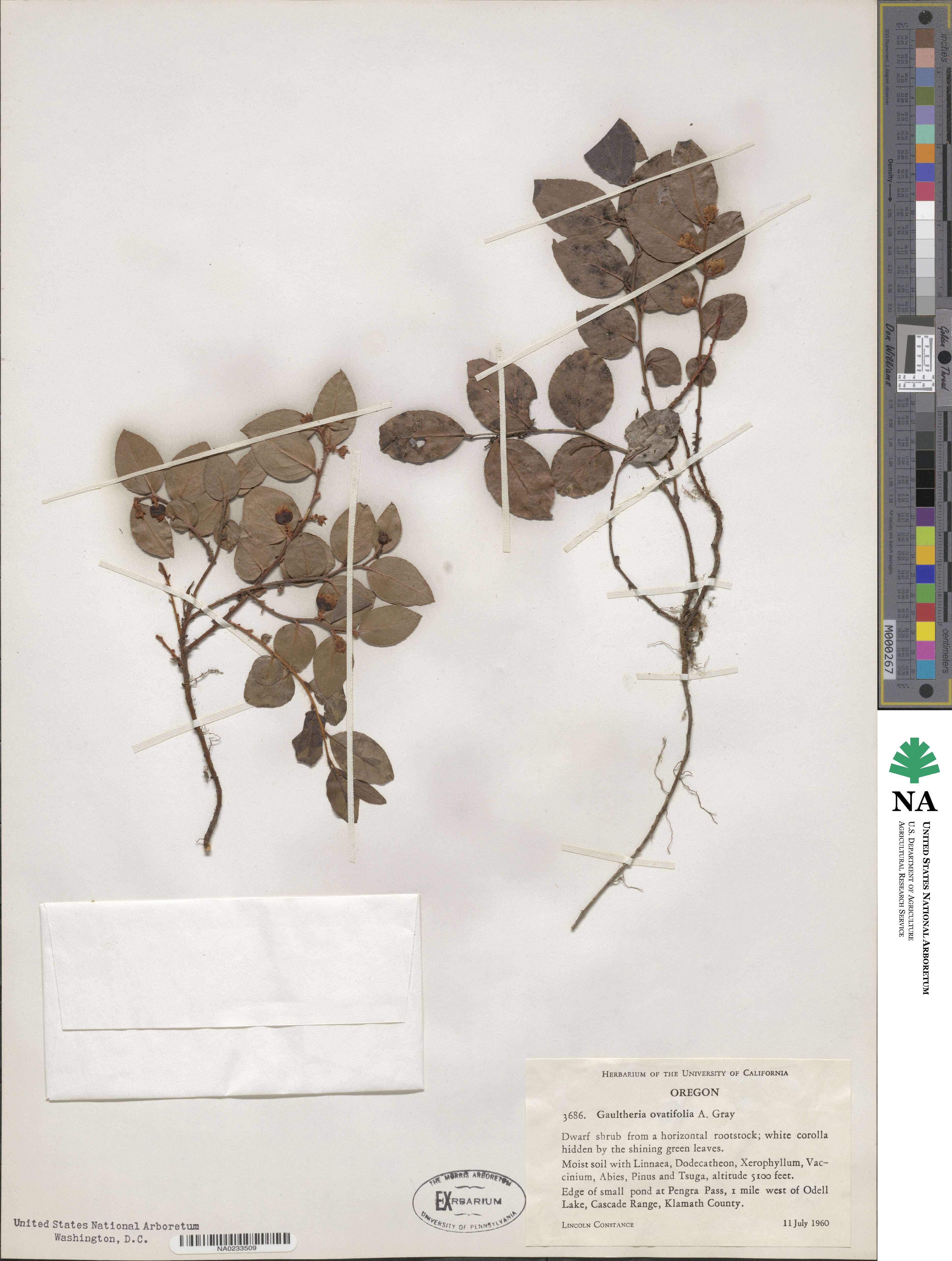 Gaultheria ovatifolia image