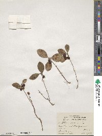 Gaultheria procumbens image