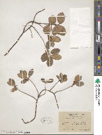 Gaultheria procumbens image