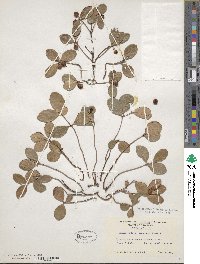 Gaultheria procumbens image