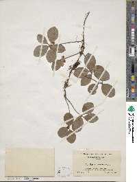 Gaultheria procumbens image