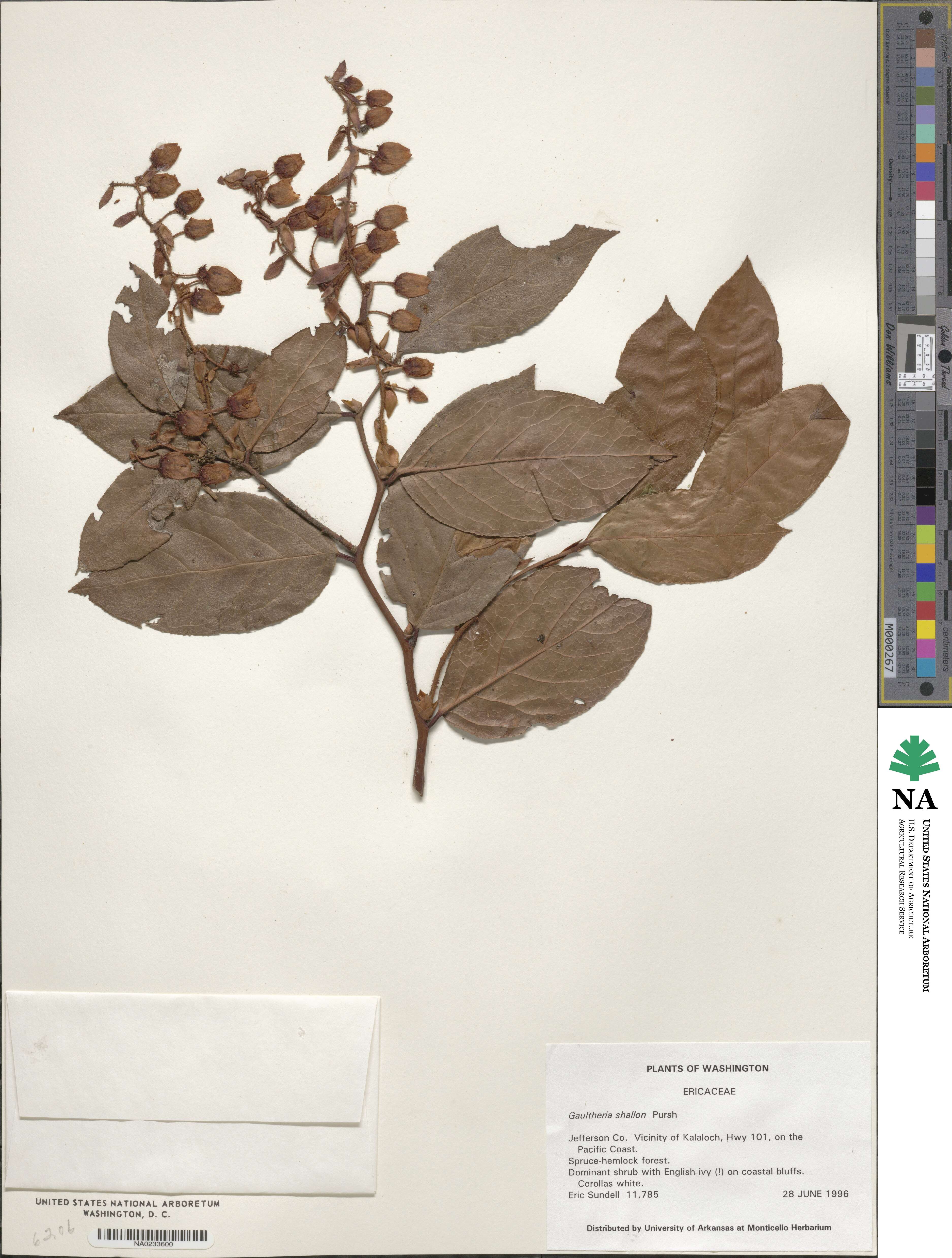 Gaultheria shallon image