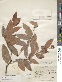 Gaultheria acuminata image