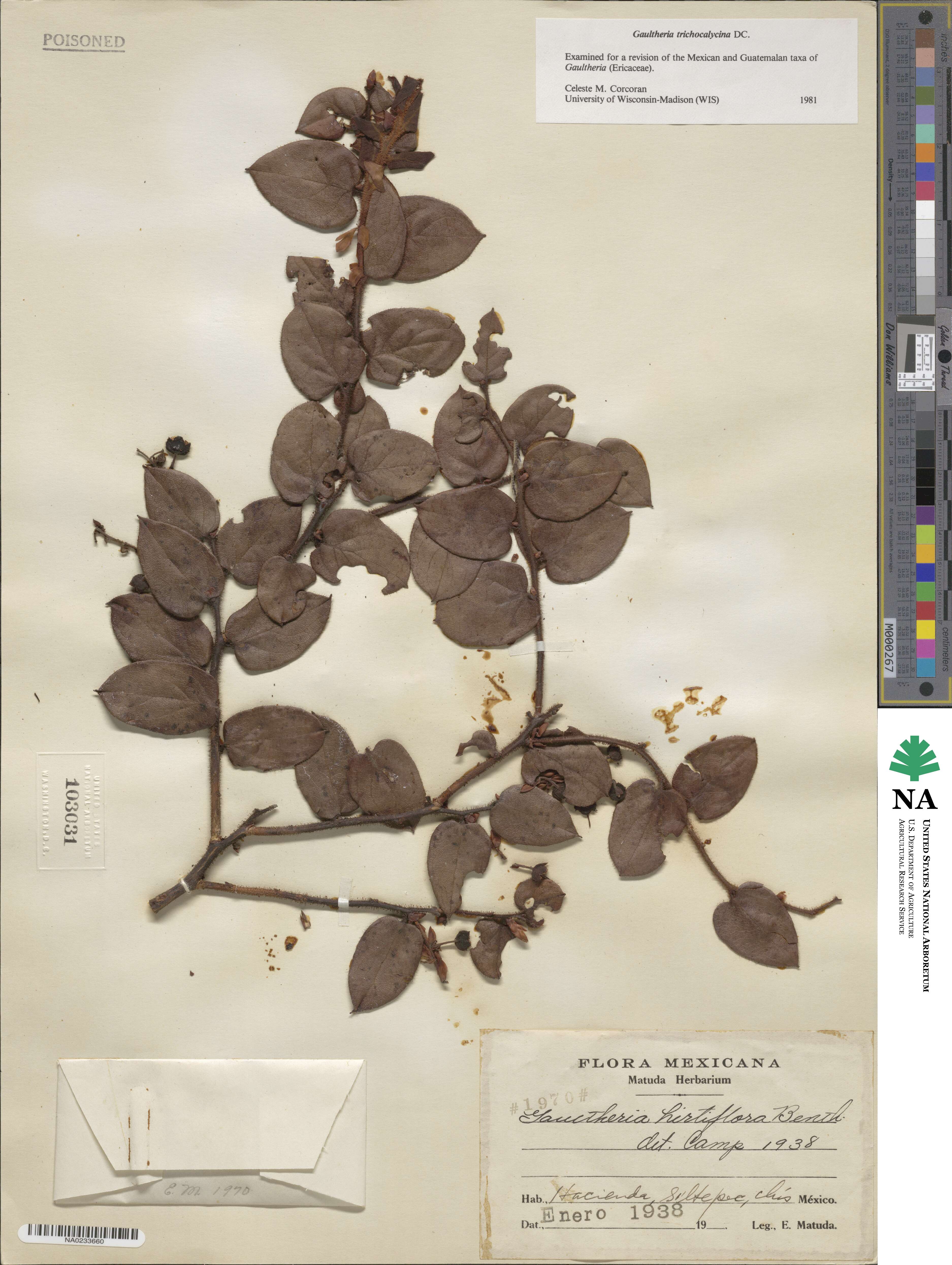 Gaultheria erecta image