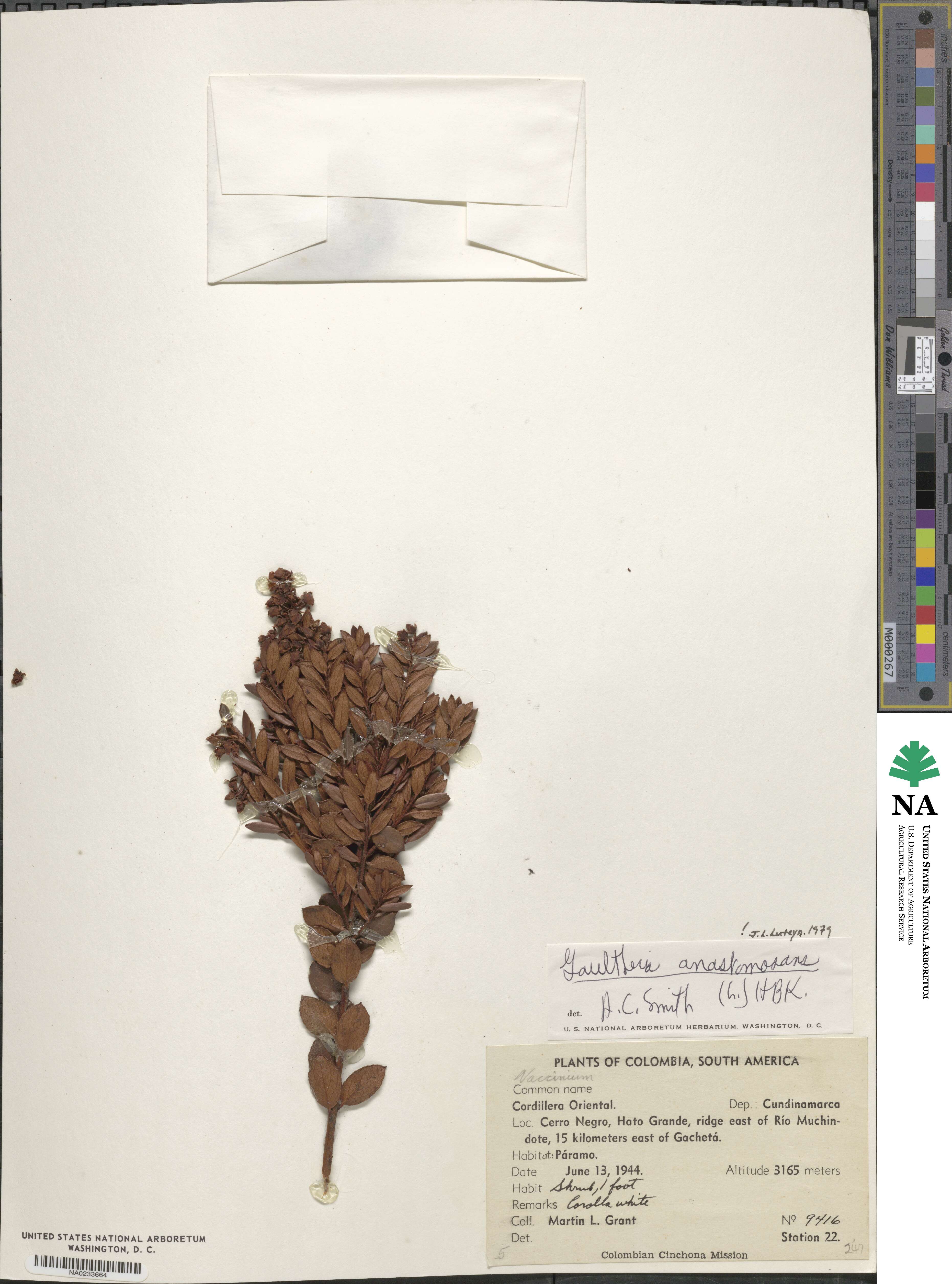 Gaultheria anastomosans image