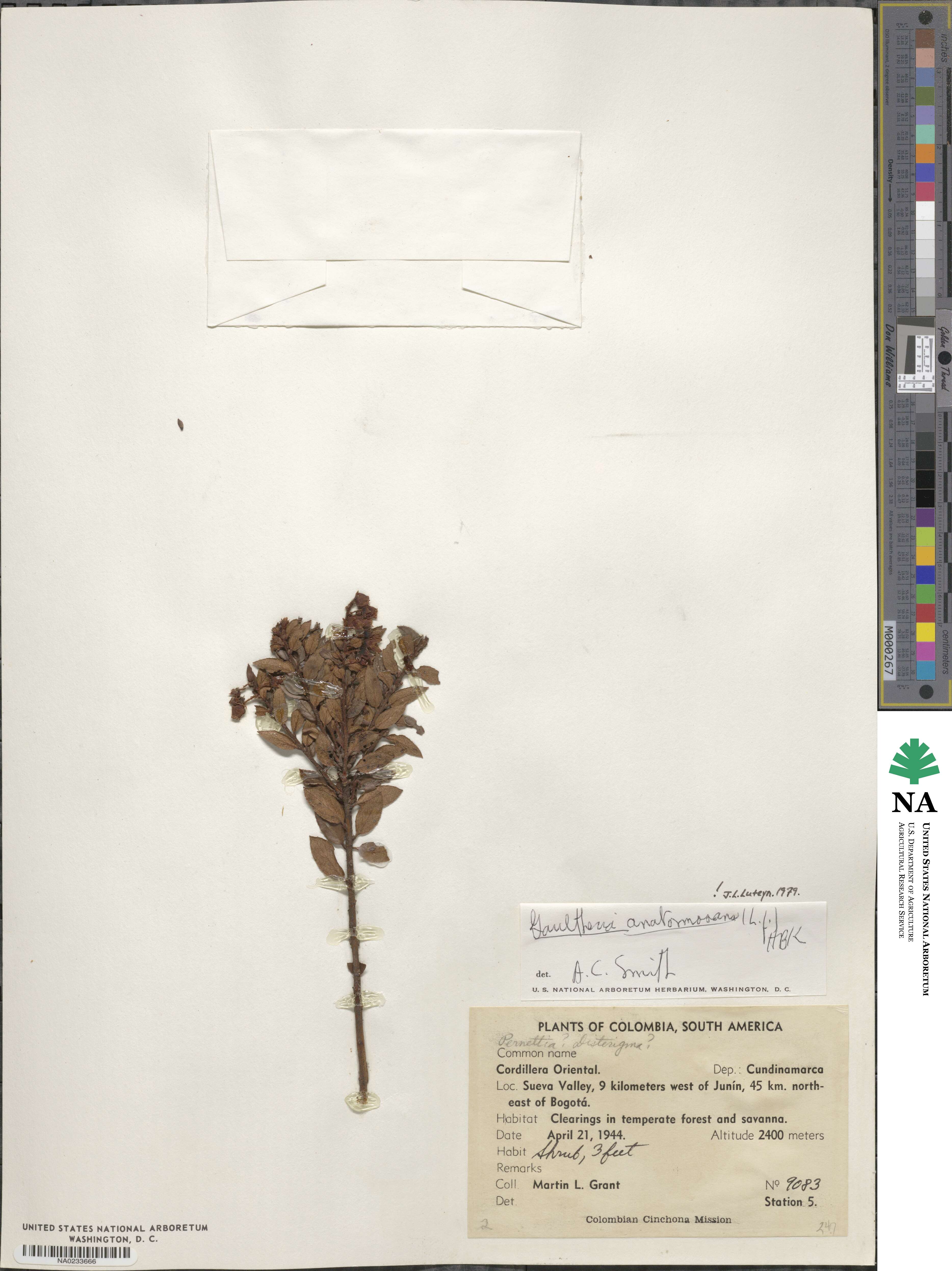 Gaultheria anastomosans image