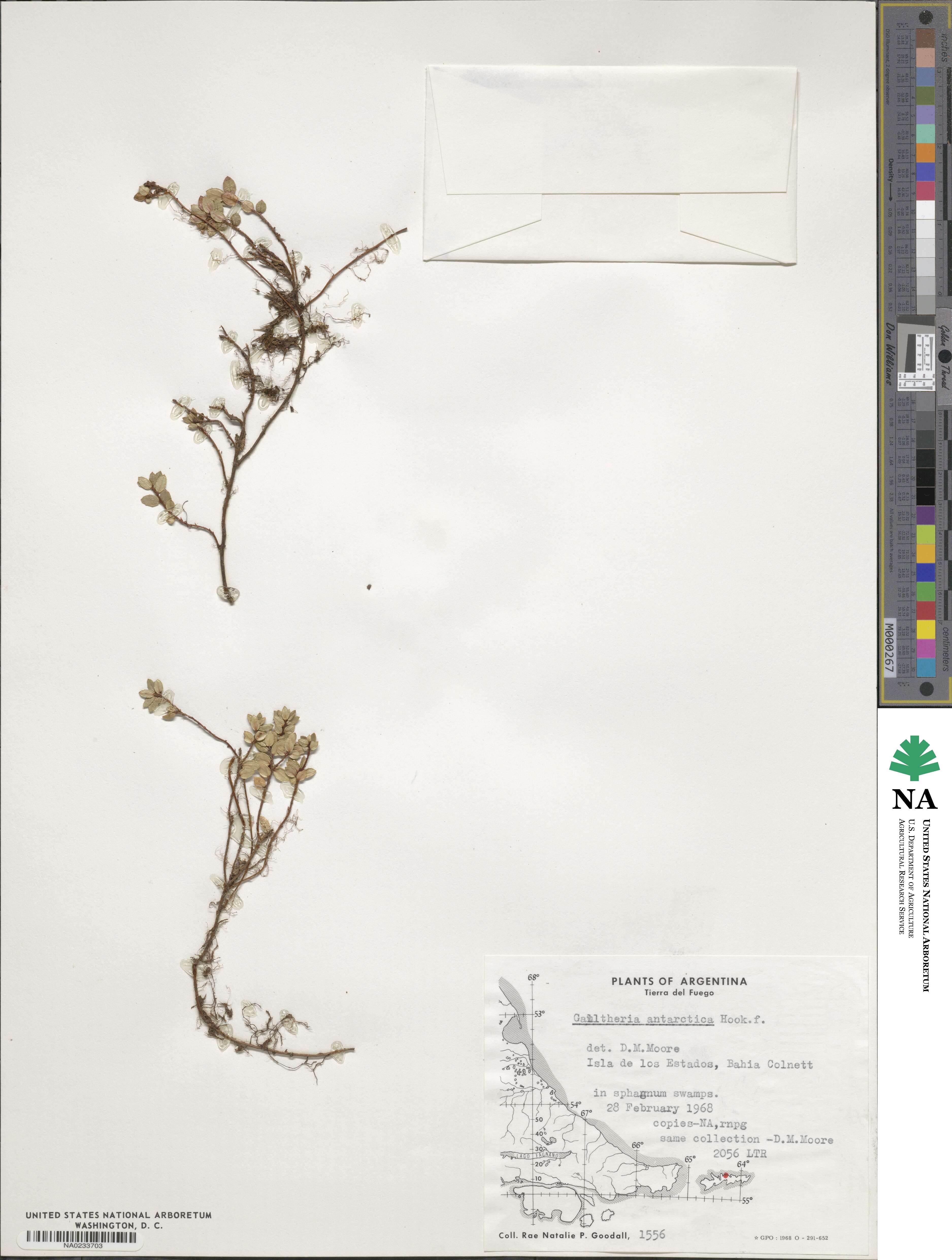 Gaultheria antarctica image