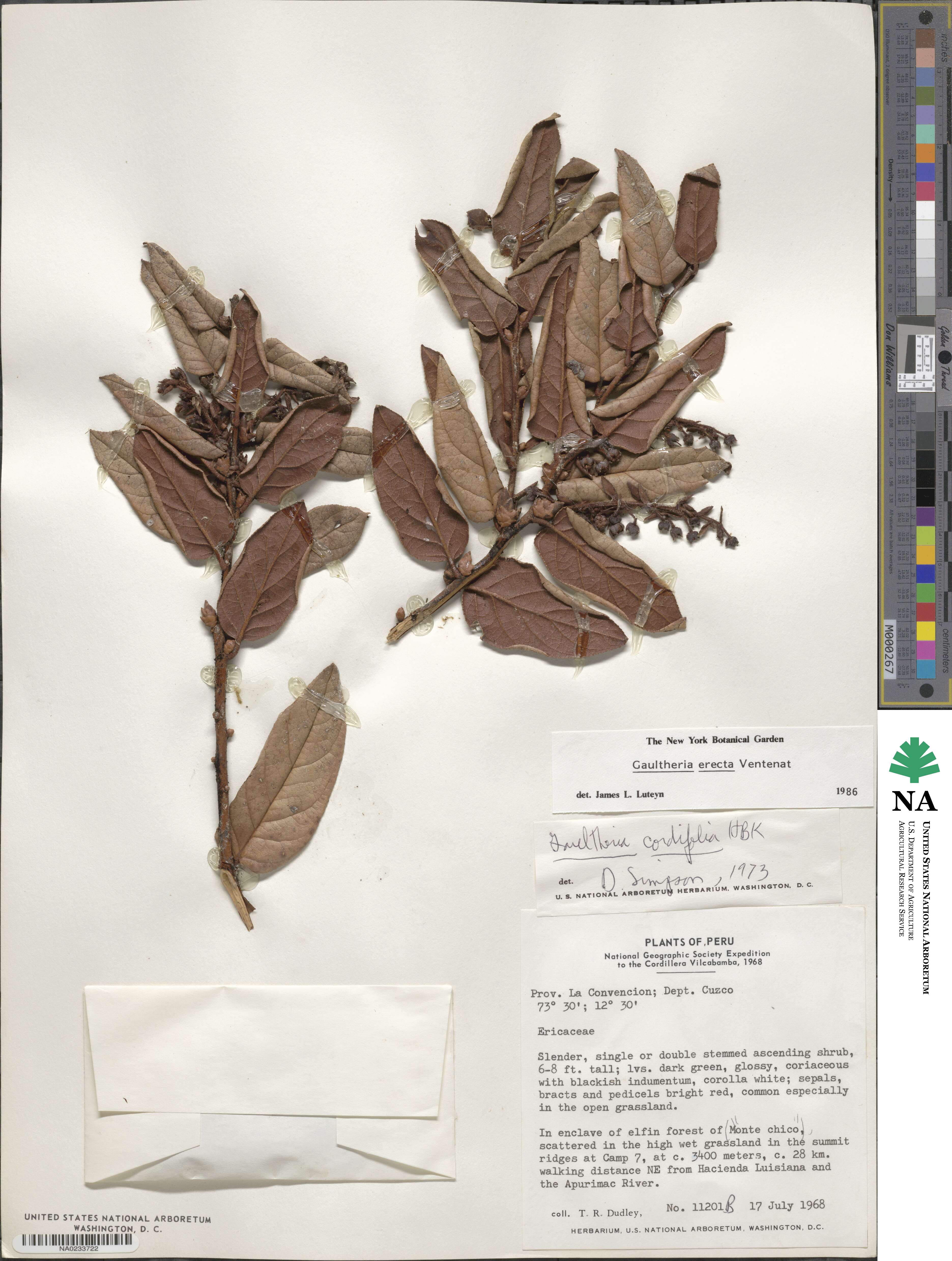 Gaultheria erecta image