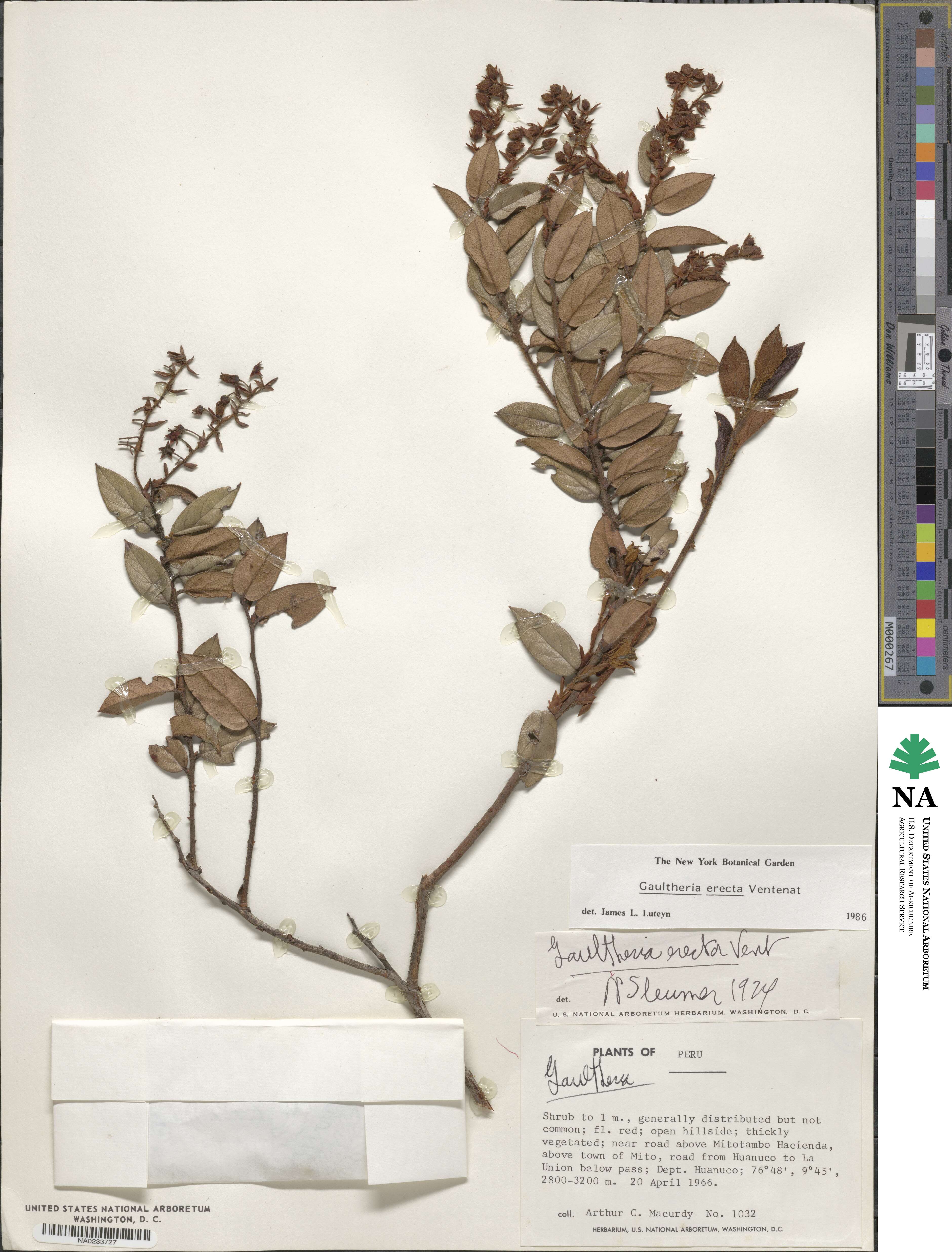 Gaultheria erecta image