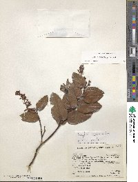 Gaultheria erecta image