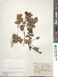 Image of Gaultheria nubigena