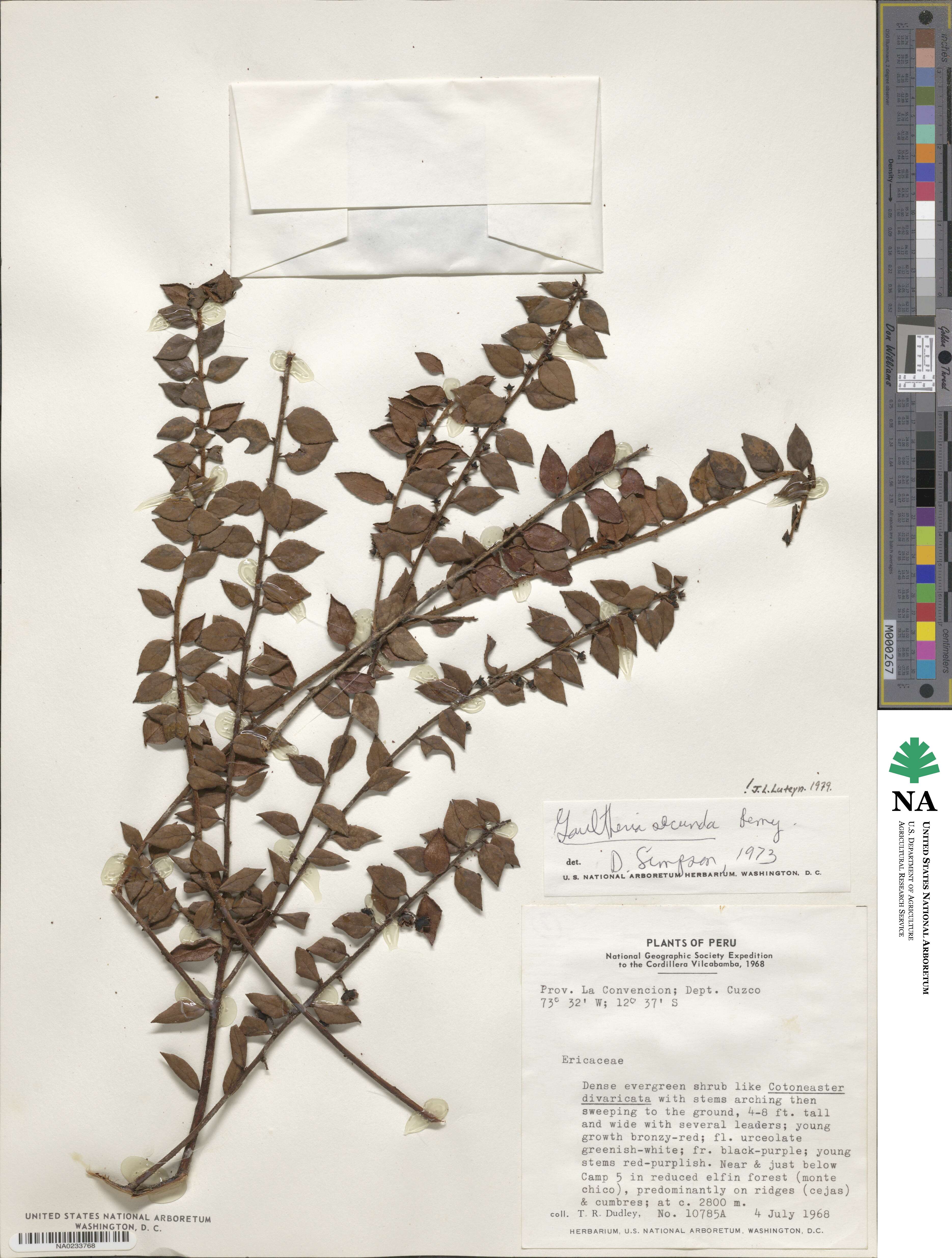 Gaultheria buxifolia var. secunda image