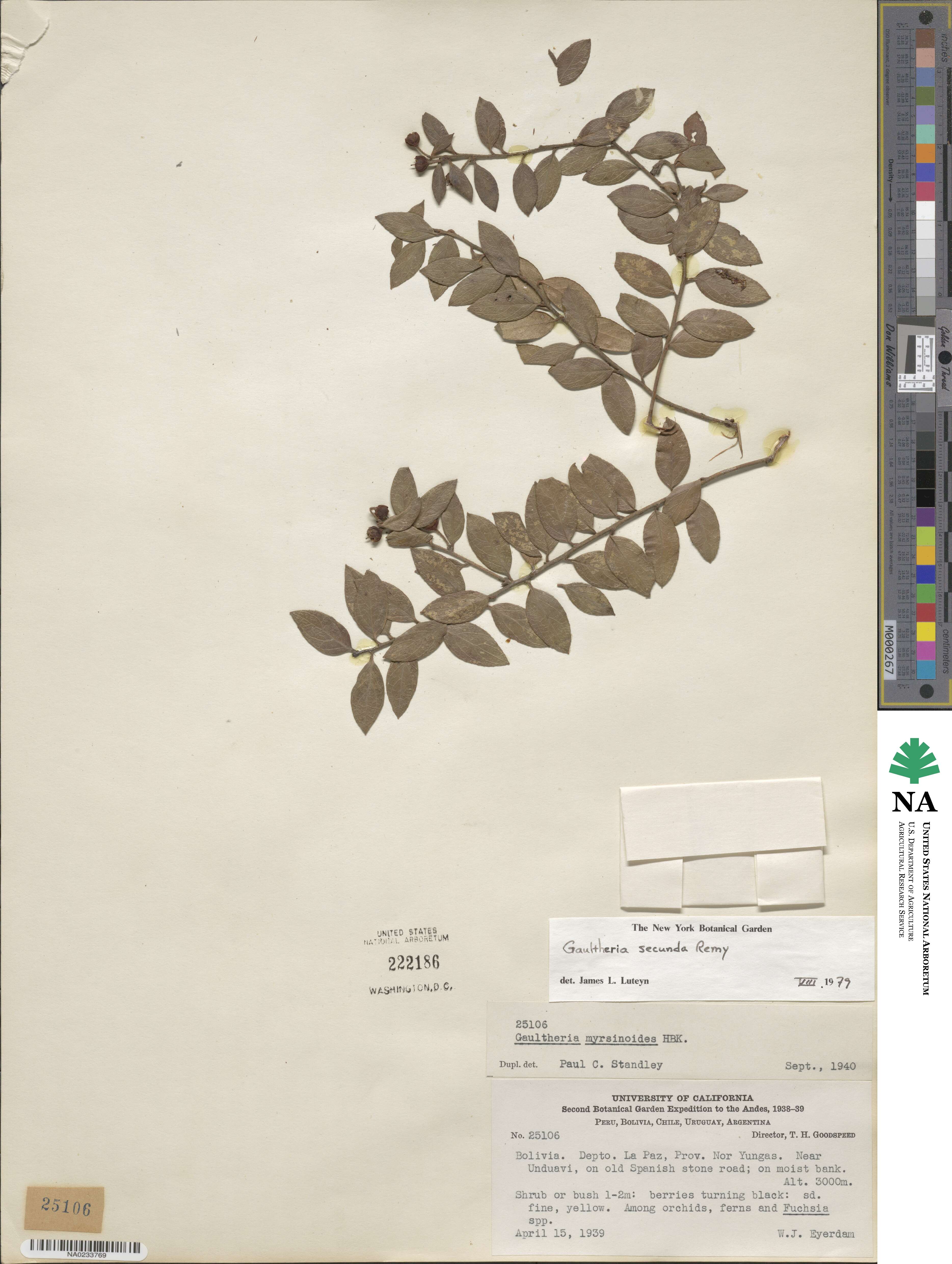 Gaultheria buxifolia var. secunda image