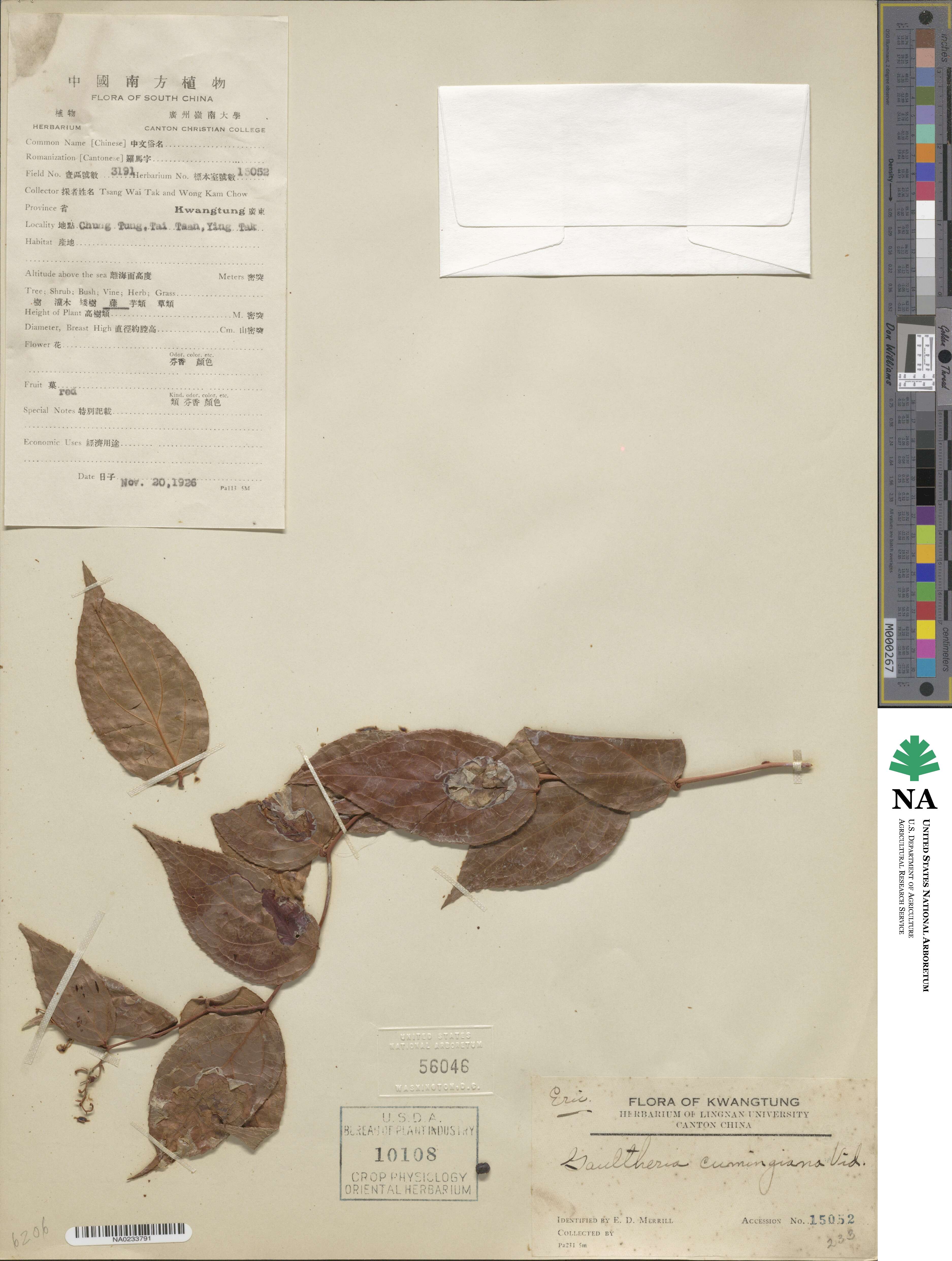 Gaultheria leucocarpa image