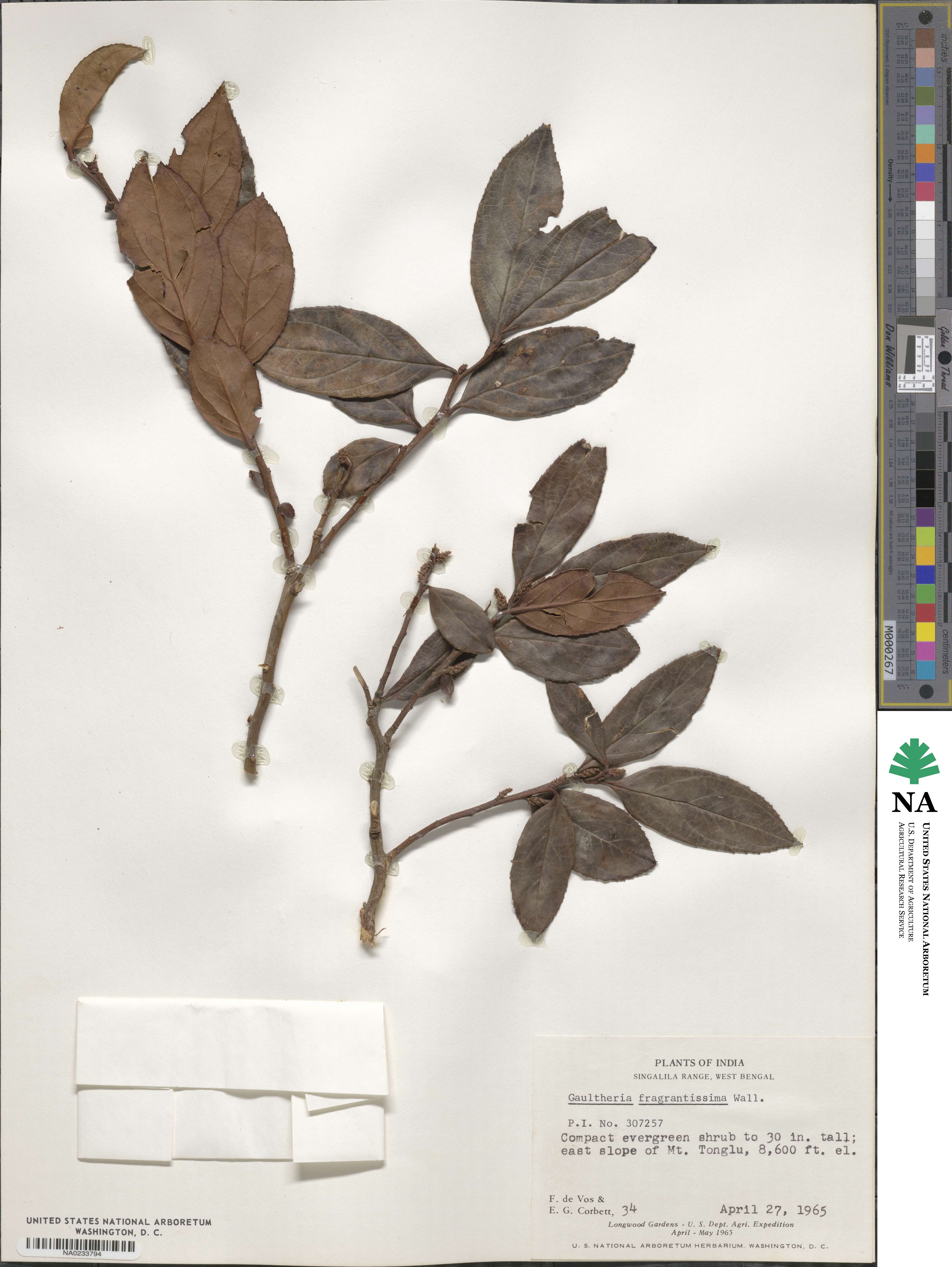 Gaultheria fragrantissima image