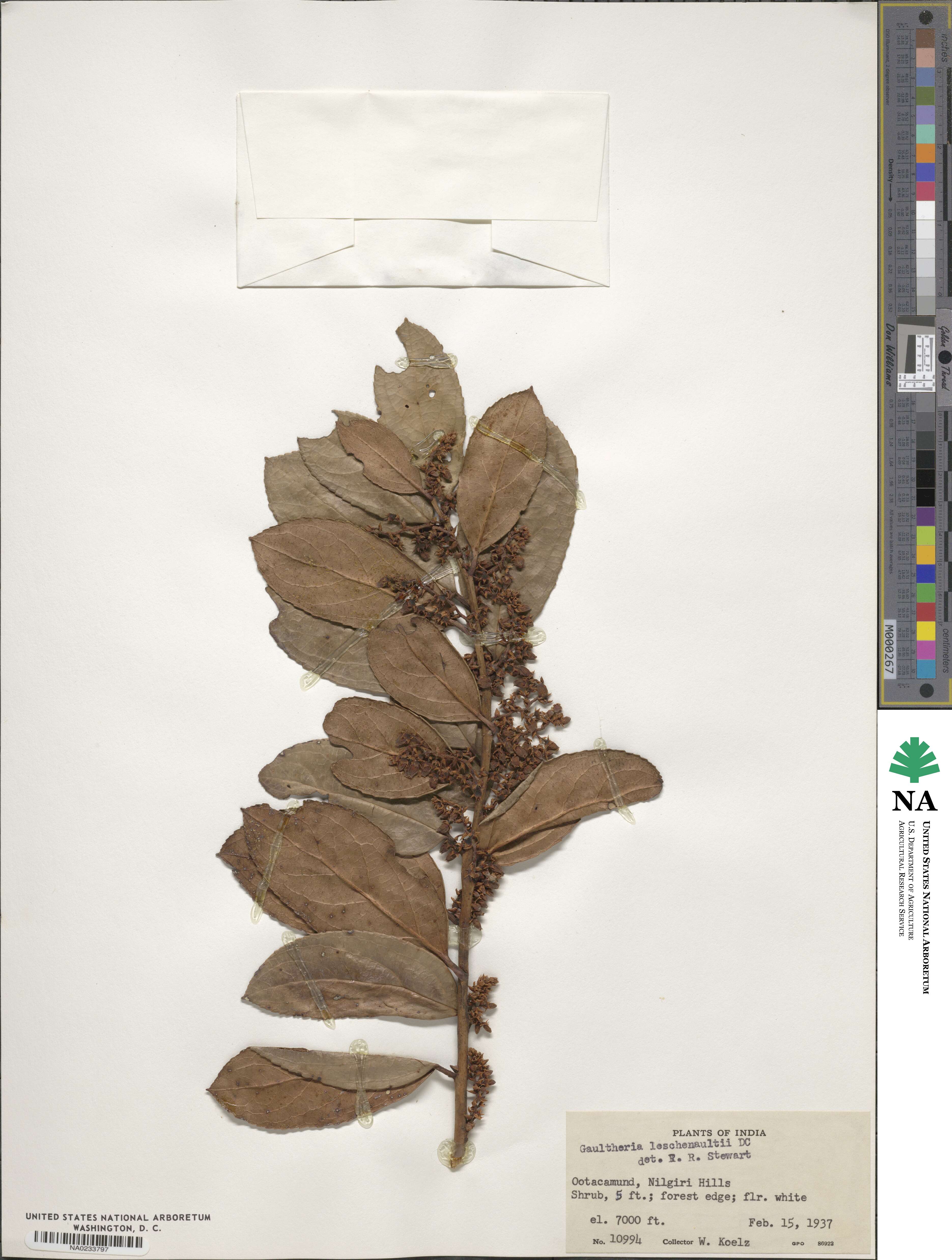 Gaultheria fragrantissima subsp. fragrantissima image