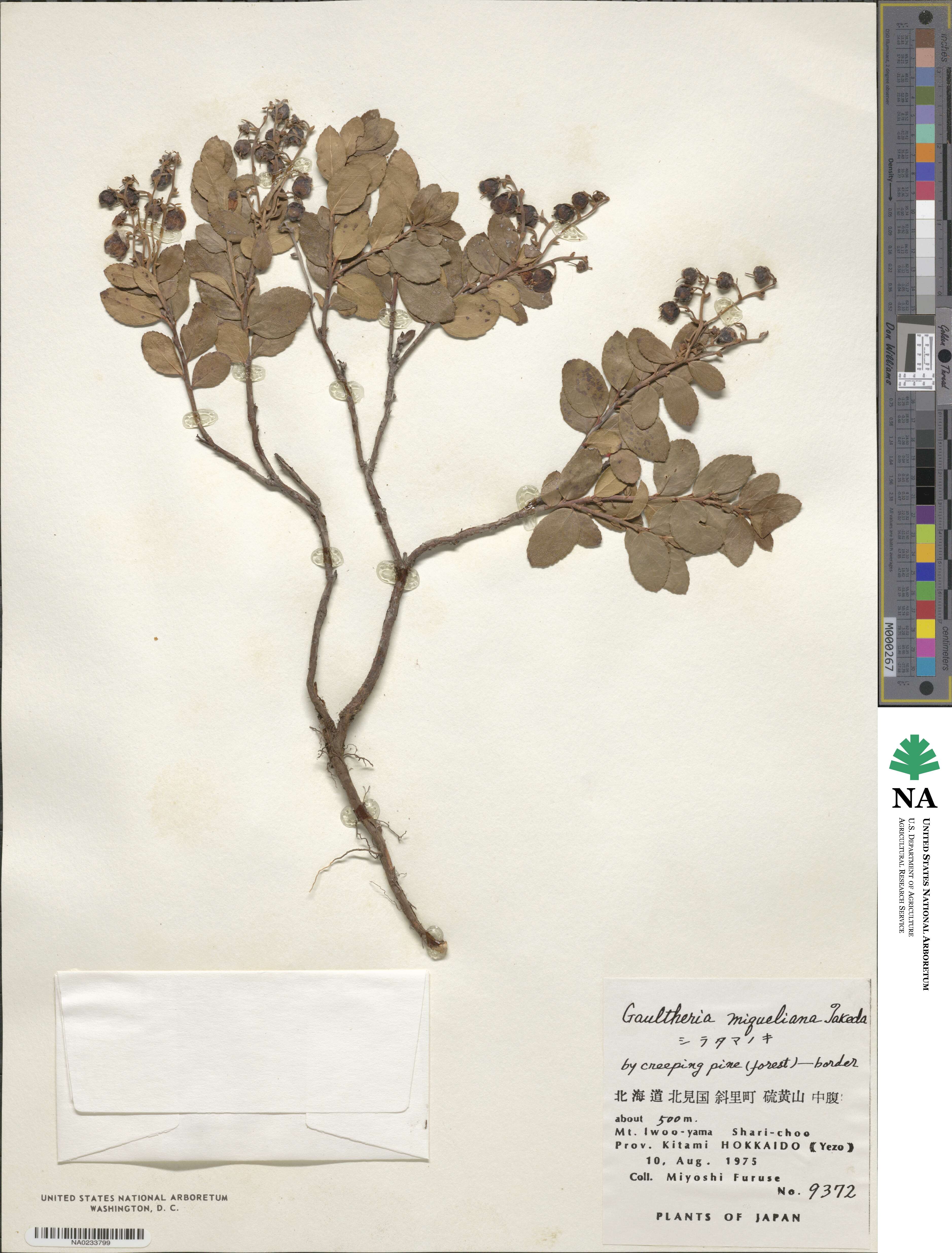 Gaultheria miqueliana image