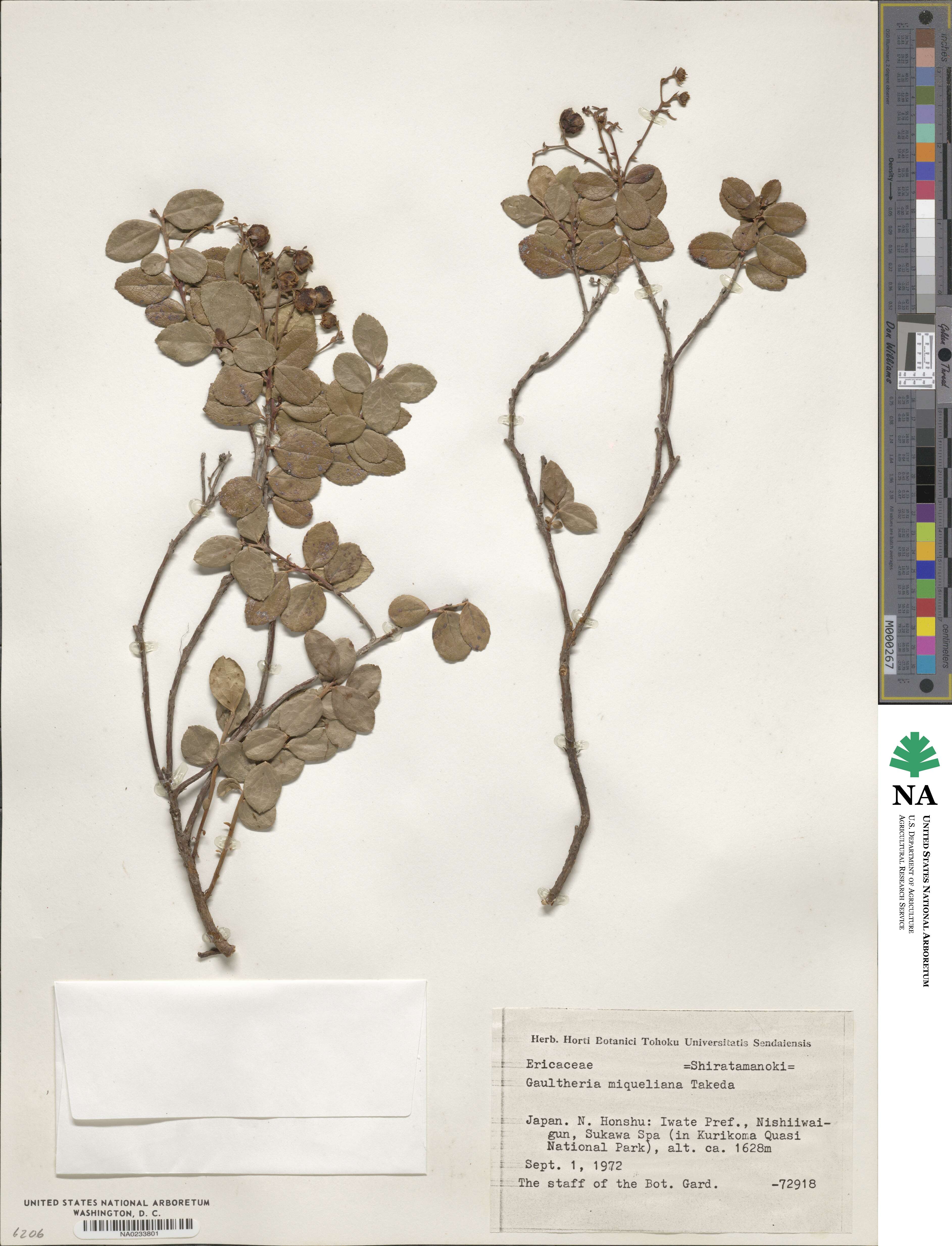 Gaultheria miqueliana image