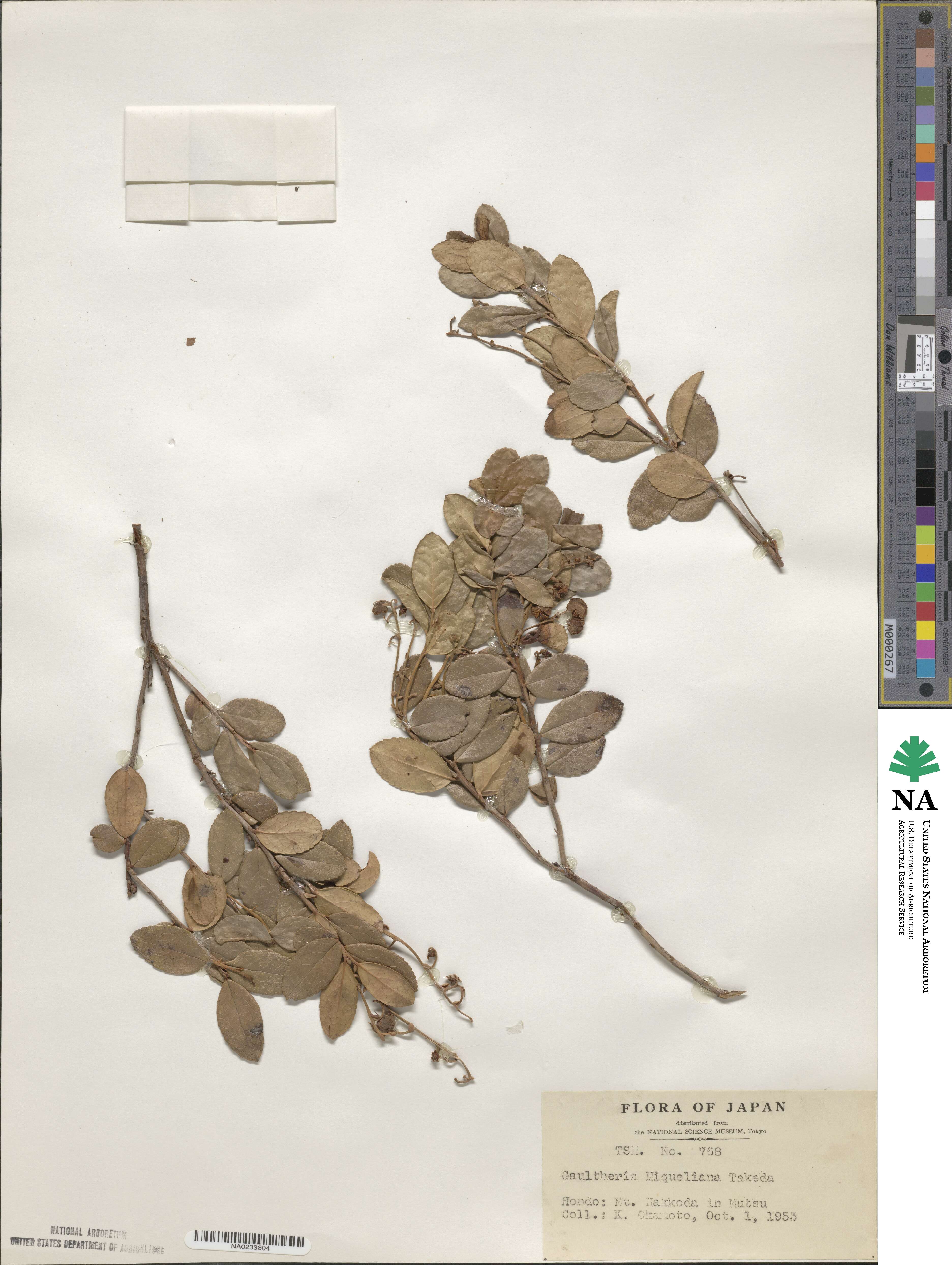 Gaultheria miqueliana image