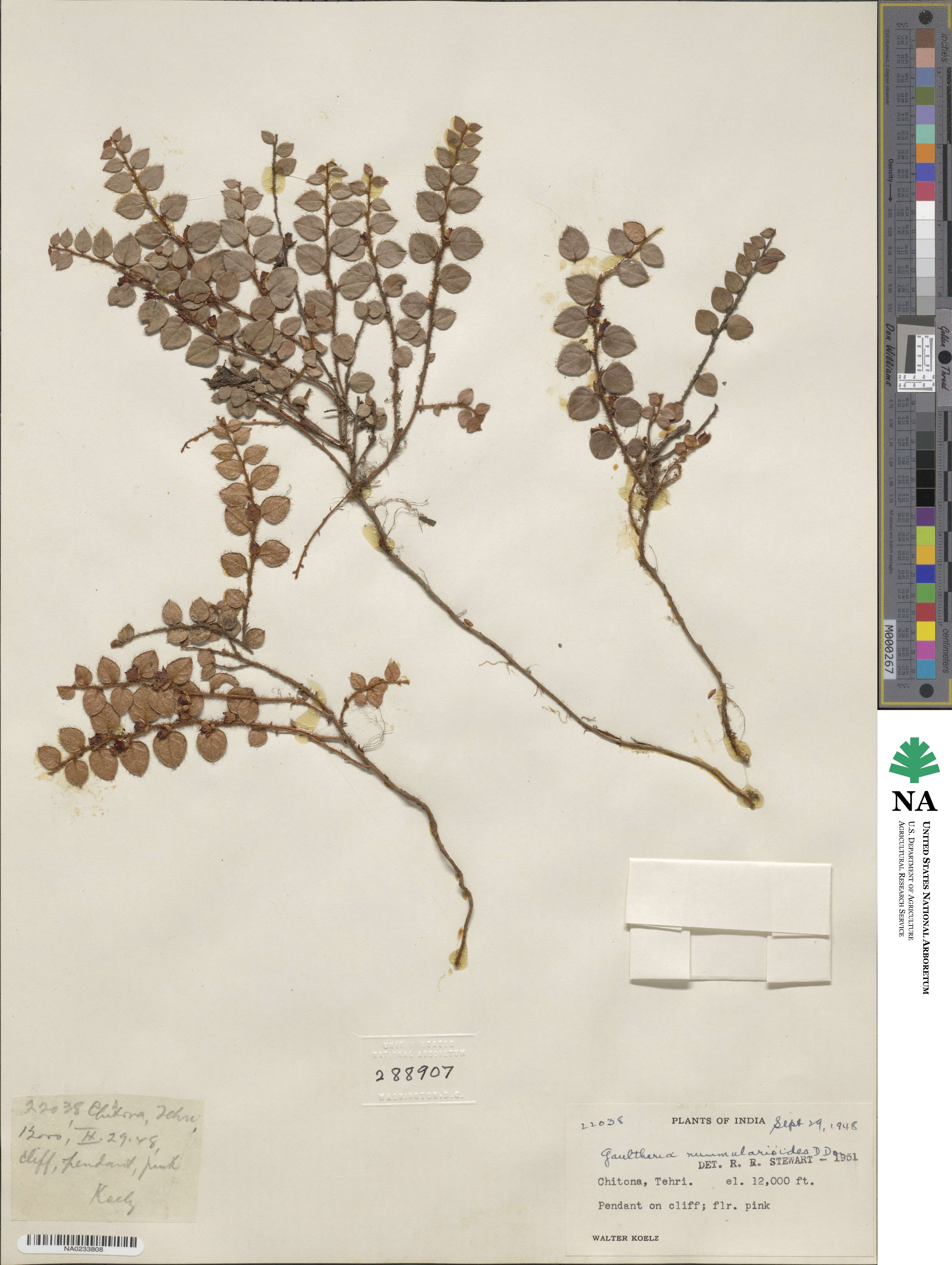 Gaultheria nummularioides image