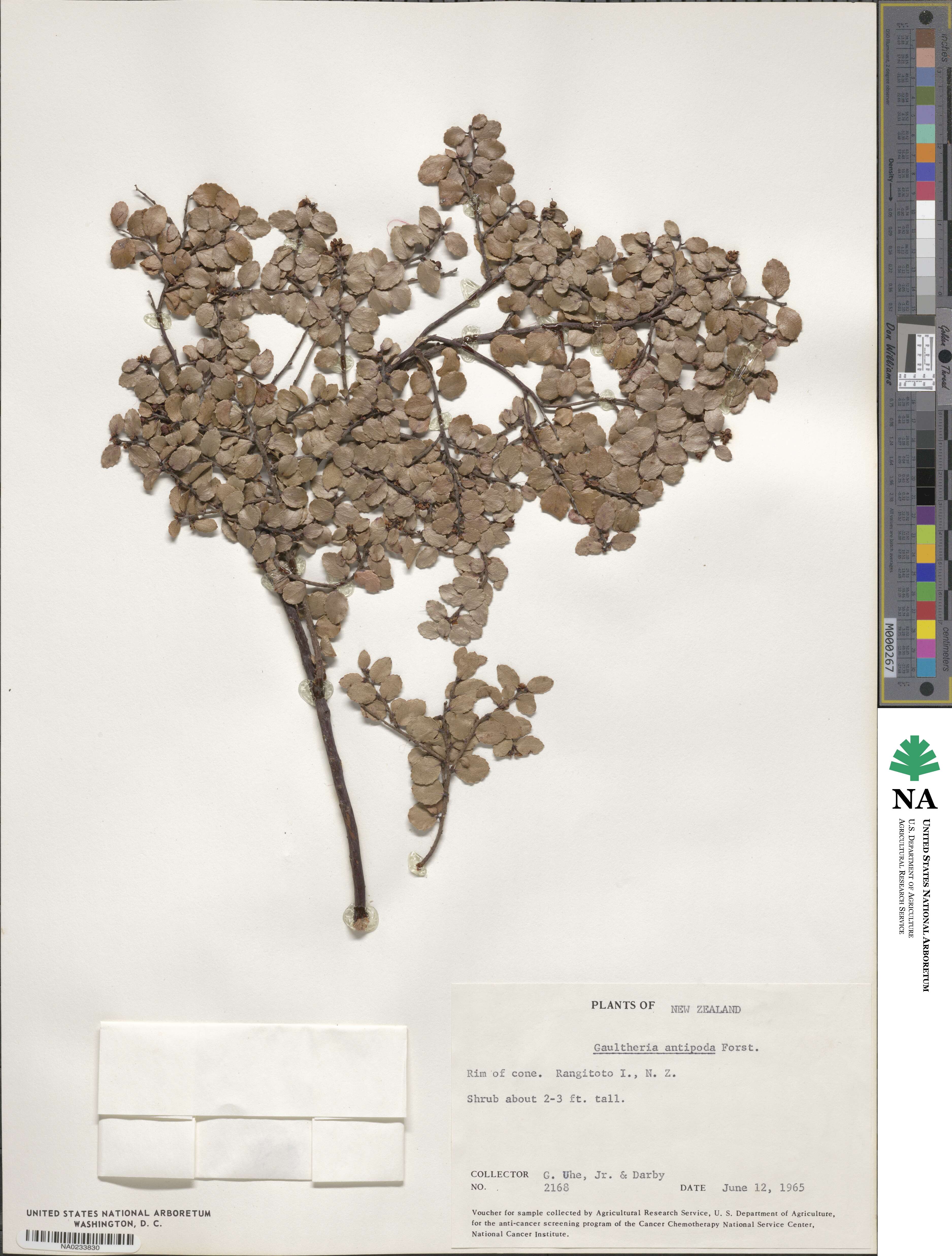 Gaultheria antipoda image
