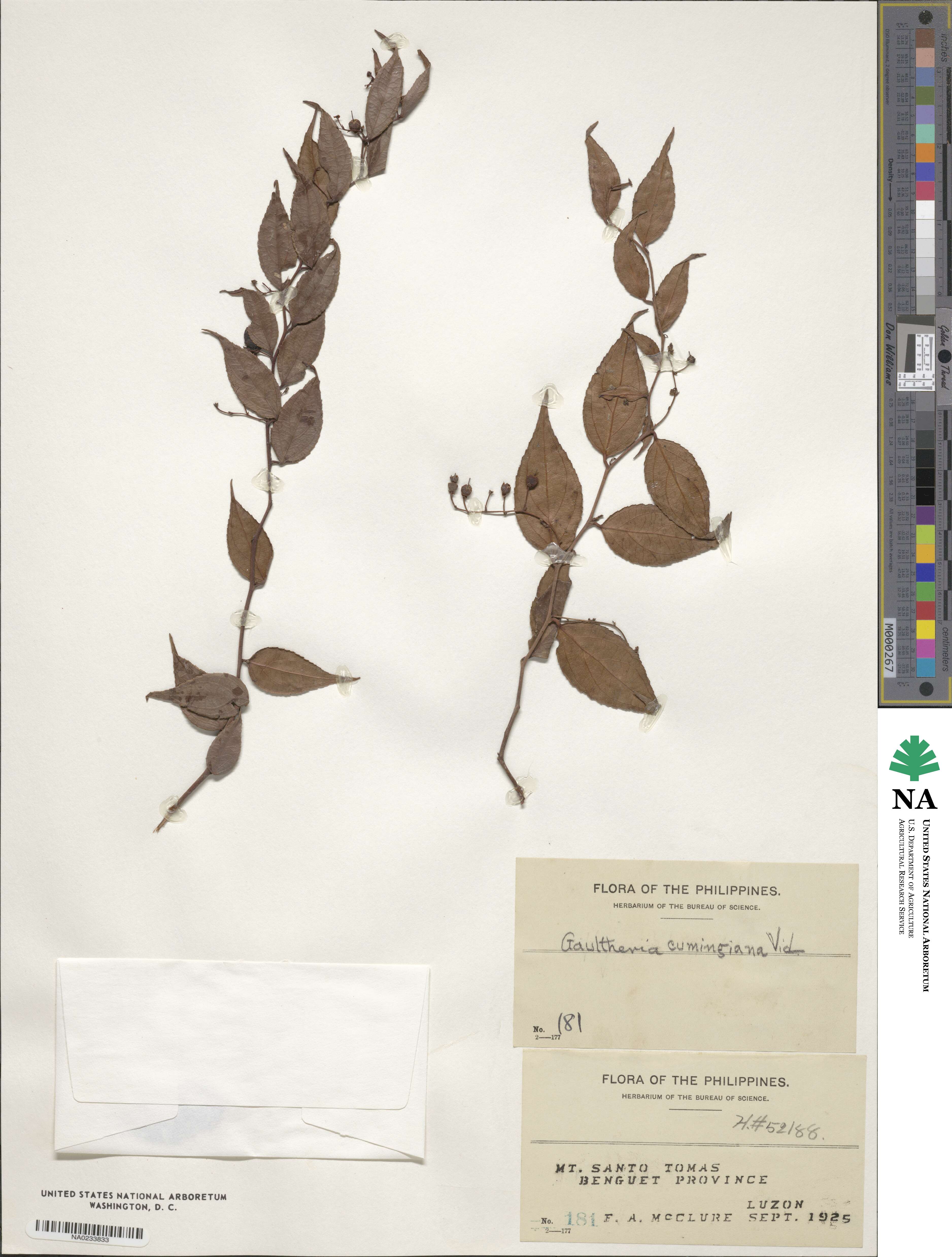 Gaultheria leucocarpa image