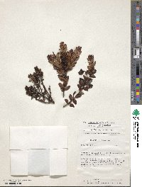Image of Gaultheria mundula