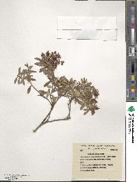 Gaultheria borneensis image