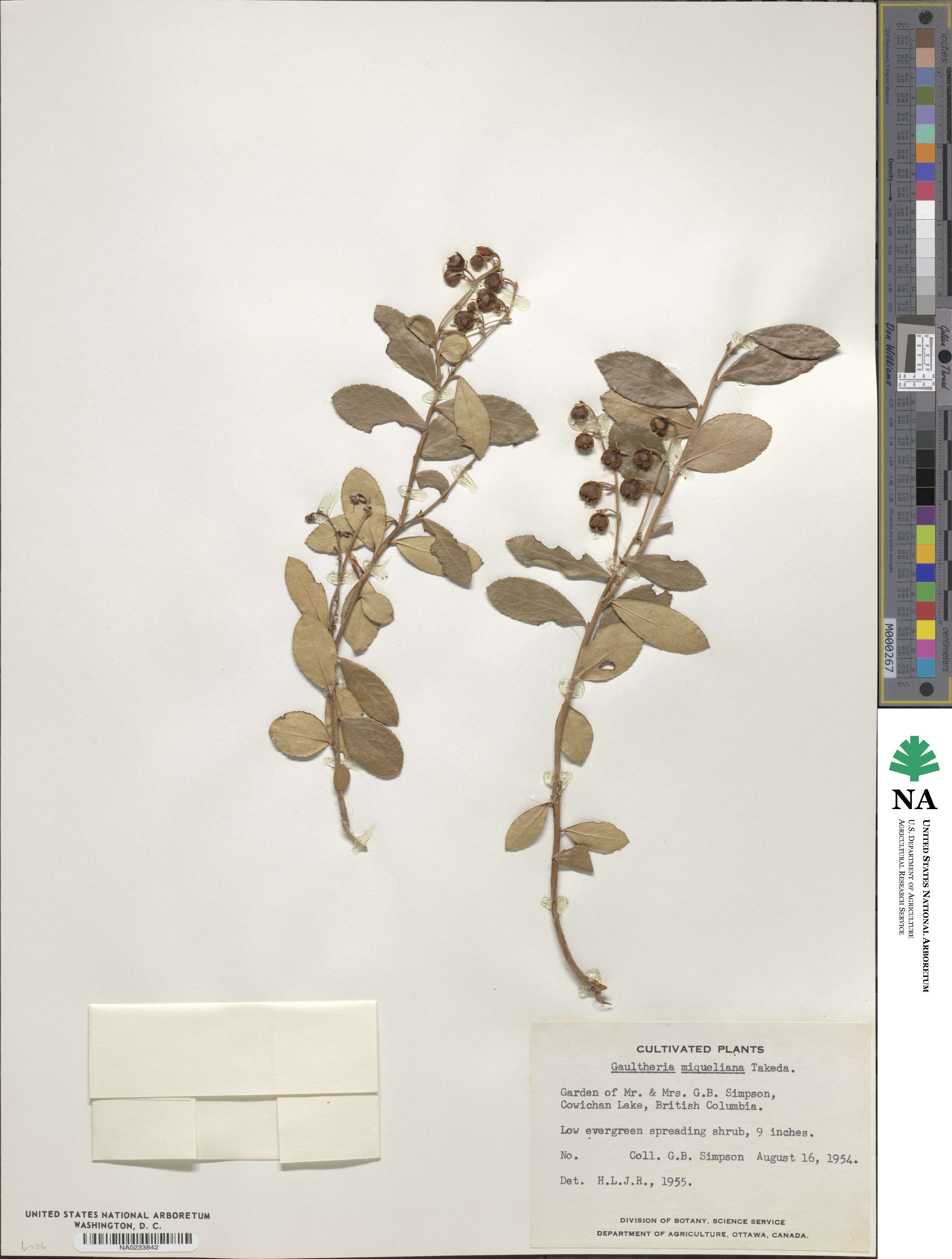 Gaultheria image