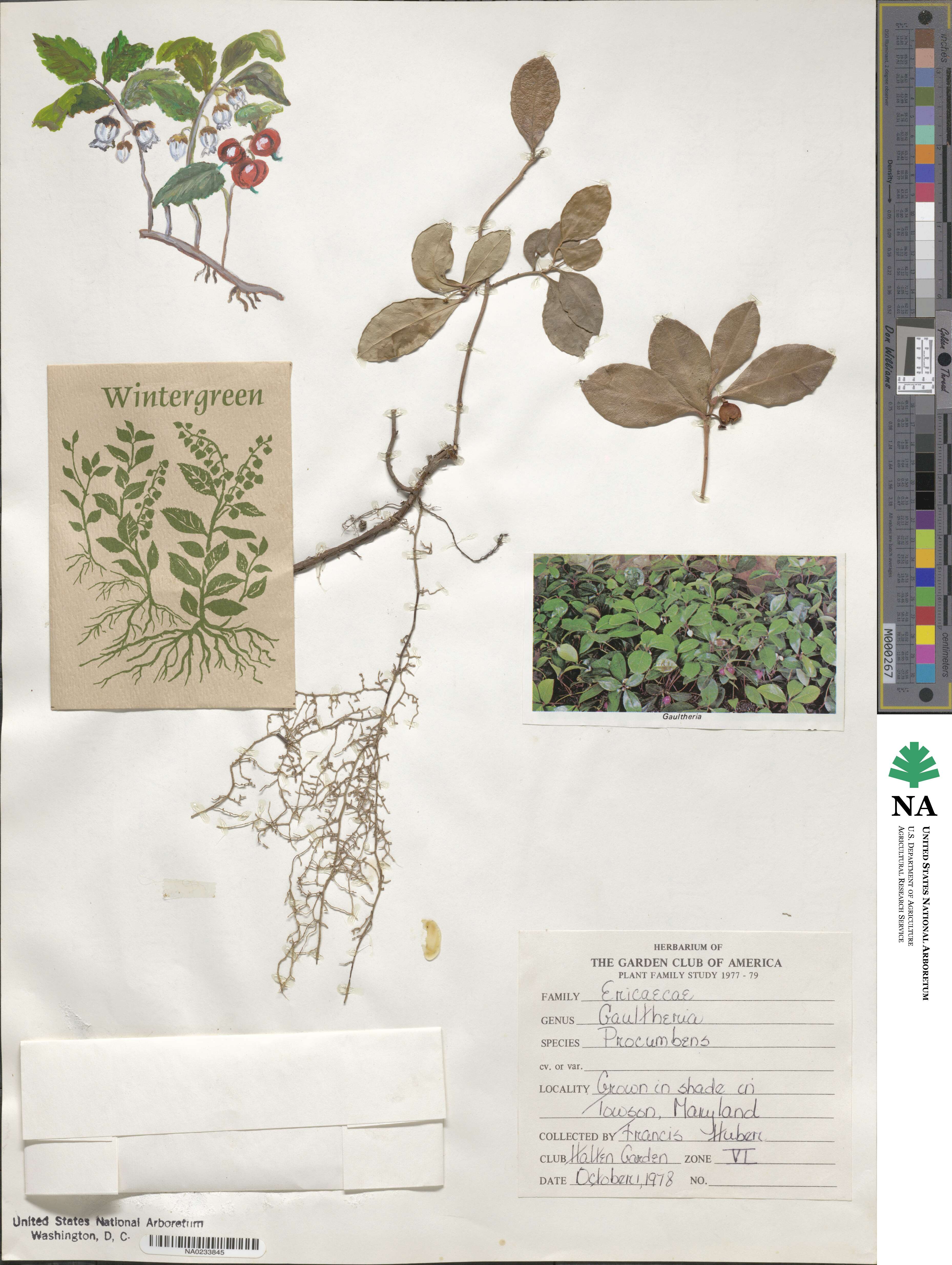 Gaultheria image